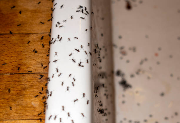 Professional Pest Control in Redmond, WA